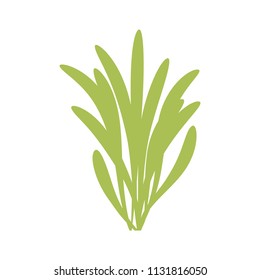 green algae isolated. vector on white background.