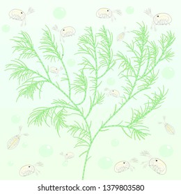 Green algae nad ostracods pattern