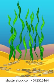 green algae on the seabed with rocks