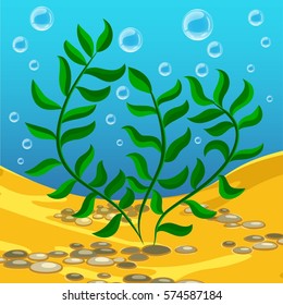 green algae on the seabed with rocks and blister