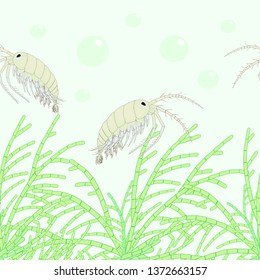 Green Algae Pattern And Gammarus