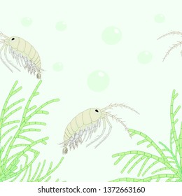 Green algae pattern and gammarus