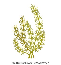 Algas verdes. Plantas marinas. Gráficos vectoriales.