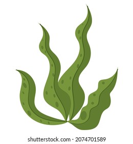 green algae sealife nature icon