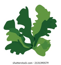 Green algae ulva fish is a clump of seaweed, edible algae