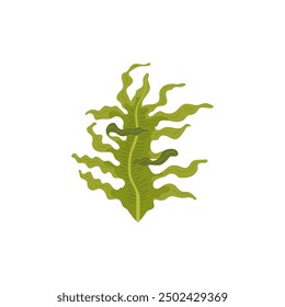 Green algae. Undaria Pinnatifida. Seaweed. Underwater plant. Sea food. Ocean ecosystem. Flora. Decorative design element. Vector illustration isolated on white background.