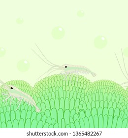 Green algae and water life