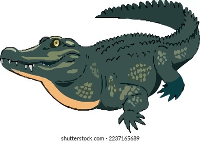 green alligator long tail vector colored