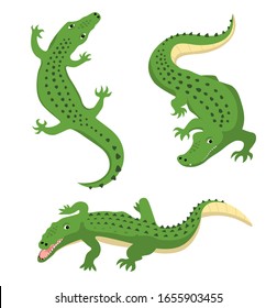 Green alligator, wild animal, cartoon crocodiles, vector illustration isolated on white background