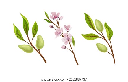 Green Almond Plant Branch With Fruit And Pink Blossom Vector Set