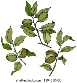 Grüne Mandeln im Vektorstil einzeln. Vollständiger Name der Pflanze: Mandelbaum. Vektorblume für Hintergrund, Textur, Wrapper-Muster, Rahmen oder Rahmen.