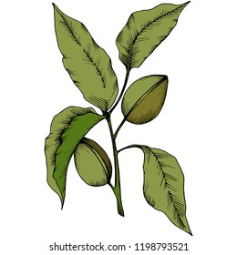 Almendro verde aislado en un estilo vectorial. Nombre completo de la planta: almendra. Flor vectorial para fondo, textura, patrón envolvente, marco o borde.