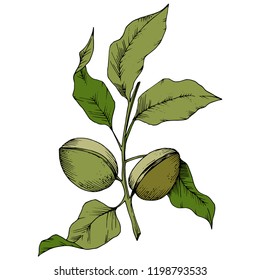 Almendro verde aislado en un estilo vectorial. Nombre completo de la planta: almendra. Flor vectorial para fondo, textura, patrón envolvente, marco o borde.