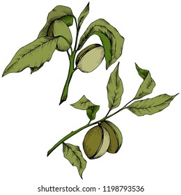 Green almond in a vector style isolated. Full name of the plant: almond. Vector flower for background, texture, wrapper pattern, frame or border.