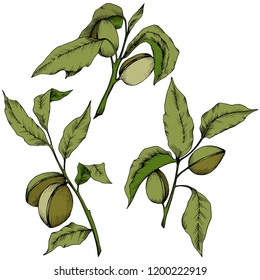 Almendro verde aislado en un estilo vectorial. Nombre completo de la planta: almendra. Flor vectorial para fondo, textura, patrón envolvente, marco o borde.