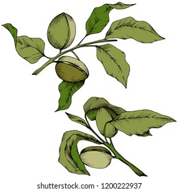 Green almond in a vector style isolated. Full name of the plant: almond. Vector flower for background, texture, wrapper pattern, frame or border.