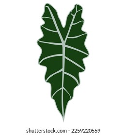 green alocasia amazonica single leaf vector. 