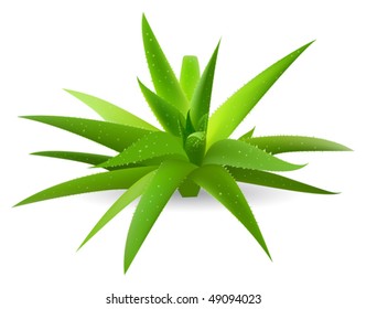 Green aloe