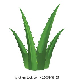 Green aloe vera icon. Cartoon of green aloe vera vector icon for web design isolated on white background