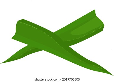 Green aloe vera, illustration, vector on a white background
