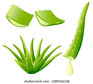 Green aloe vera plant. Cut pieces of aloe vera. Serum and collagen natural extracts vitamin for skin care cosmetic. Vector illustration isolated on white background.