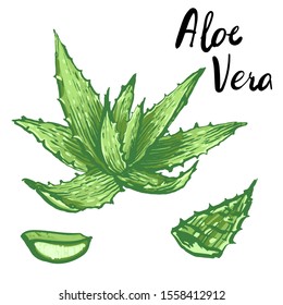 Green aloe vera plant with leaves. Stock vector illustration on white background.