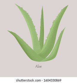 Green aloe vera is a succulent botanical herbaceous plant. Medicinal and cosmetic plant on a gray background.