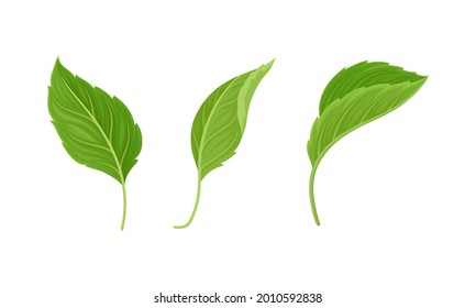 Green Alternate Fibrous Leaf of Hibiscus Flower with Toothed Margin Vector Set