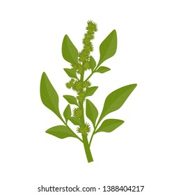 Green Amaranth Chinese Spinach Vector Drawing