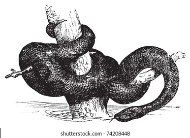 Green Anaconda, Anaconda, Common anaconda, water boa or Eunectec murinus old vintage engraving. Found in South America. Vector engraved illustration created in the 1890s.