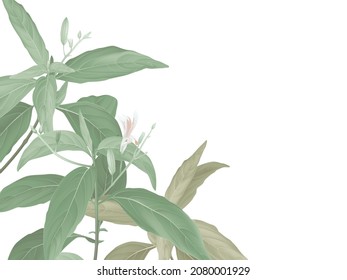 Green Andrographis paniculata plant on white