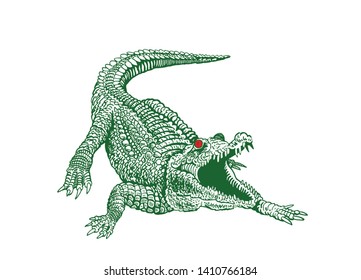 Green angry crocodile isolated on white ,vector color illustration