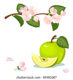 Green apple and blossoming branch. Vector illustration. Isolated on white.