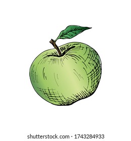 Green apple. Hand drawn apple. Vector illustration, isolated on white.