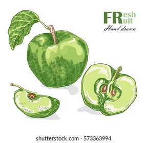 Green apple isolated on white background. Fruit vector illustration sketch