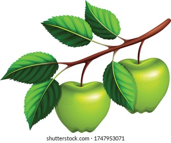 Green Apple With leaf Vector Illustration