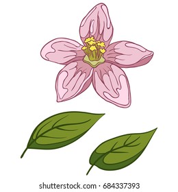 Green apple tree leaves and blooming pink apple flower. Hand drawn isolated illustration on a white background