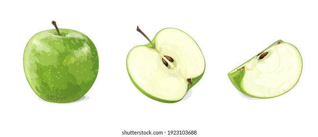 Green apple with two slices isolated on white background. Vector illustration