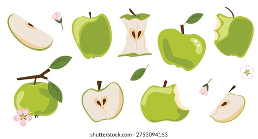 Green apple vector set with whole fruit, slice, core and bitten pieces, cute stylized clipart illustration with leaves and blossom, isolated apple great for stickers and eco packaging