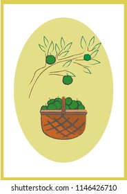 Green apples in the basket with the branch  above it.