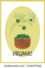 Green apples in the basket. Branch with gree apples. Organic concept. Ecology friendly product