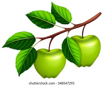 Green apples on the branch illustration