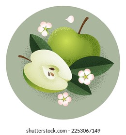 Green apples. Whole and cut fruits, apple seeds, leaves and flowers. Character Illustration with Grain and Noise texture.