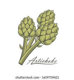 green artichoke bud vegetable illustration isolated on white background