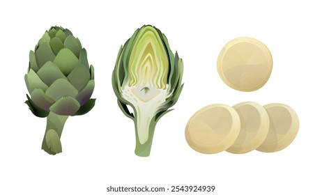 Green artichoke, artichoke heart and raw artichokes. Whole, fresh peeled cut and half of artichokes heart, center of vegetable. Globe Artichoke green flower heads. Fresh natural vegetable