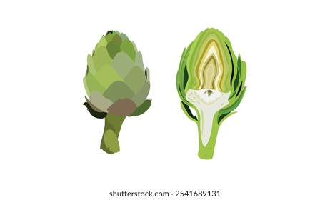 Green artichoke and artichoke heart. Whole and cut half of artichoke heart, center of vegetable. Globe Artichoke green flower heads. Fresh natural vegetable . 