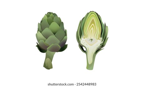 Green artichoke and artichoke heart. Whole and cut half of artichoke heart, center of vegetable. Globe Artichoke green flower heads. Fresh natural vegetable . 