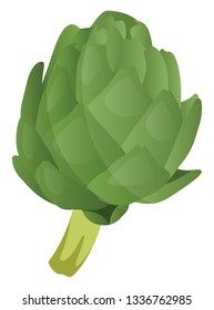 Green artichoke vector illustration of vegetables on white background.