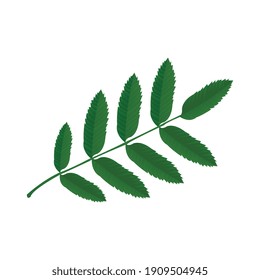 Green ash leaf icon on white background realistic vector illustration