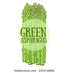 Green asparagus hand drawn vector illustration. Green asparagus sprouts on white background. Fresh and healthy vegetarian food concept. Natural seasonal food ingredient.